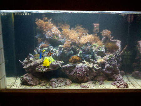 50g Reef